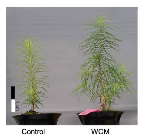 Plántulas de alerce japonés cultivadas sin (izquierda) y con (derecha) el uso de una película de material de conversión de longitud de onda (WCM)