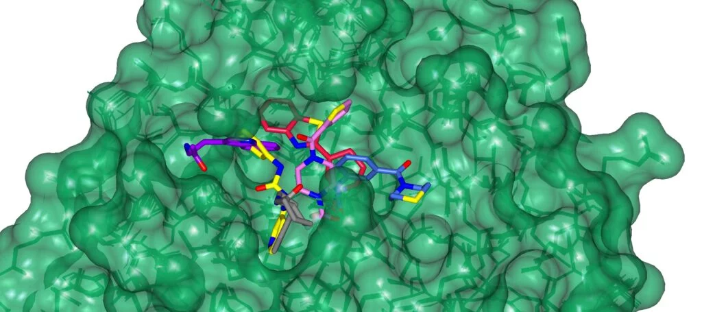 Representación superficial de la proteína SARS CoV-2 Mpro con fragmentos de la plataforma Diamond XChem enlazados en el sitio activo (verde) - copyright Diamond Light Source