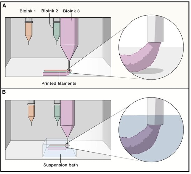 Extrusion 3D Bioprinting Process. Source: Daly et al., (2021).