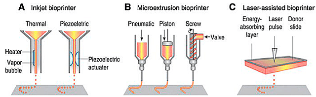 Diagram depicting bioprinting techniques: (A) Drop-on-demand bioprinting. (B) Extrusion bioprinting. (C) Laser bioprinting. Source: Maresca et al., (2023); Cell.